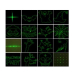 Лазер водонепроникний X-Laser X-34P-6-D RG moving laser 16 Halloween з ДК